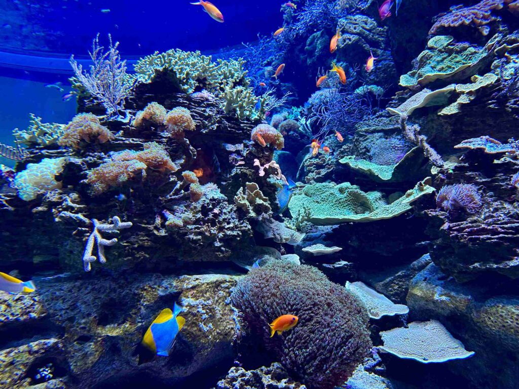 Shedd Aquarium (©Melanie Lee)