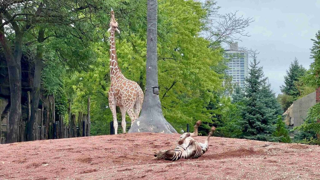 Lincoln Park Zoo Africa Enclosure (©Melanie Lee)